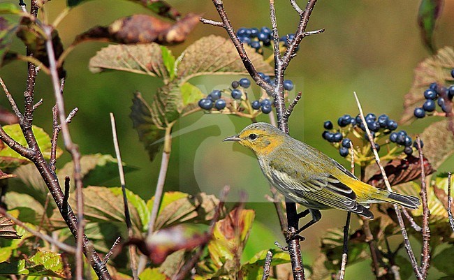 Adult in autumn plumage Cape May Warbler (Setophaga tigrina) during autumn migration on the east coast of the United States. stock-image by Agami/Ian Davies,