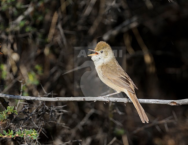 Thick-billed Warbler - Dickschnabel-Rohrsänger - Arundinax aedon ssp. aedon, Russia, adult stock-image by Agami/Ralph Martin,