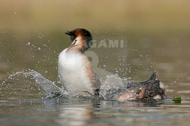 Futen parend; Great Crested Grebes mating stock-image by Agami/Menno van Duijn,