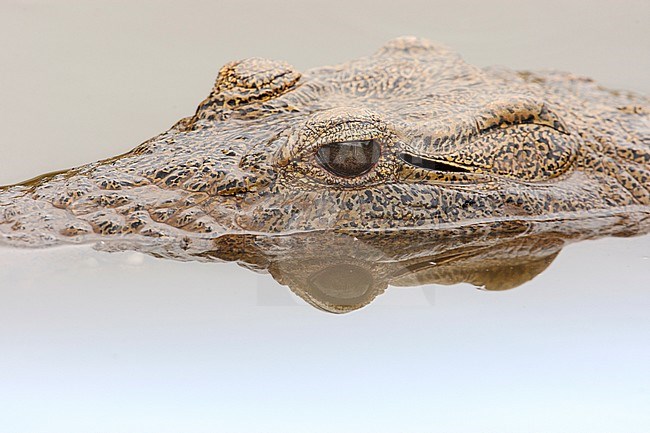 Nijlkrokodil half onder water; Nile Crocodile submerged stock-image by Agami/Wil Leurs,