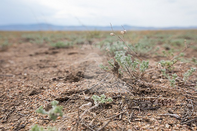 Oedipodinae sp., Russia (Baikal), imago stock-image by Agami/Ralph Martin,