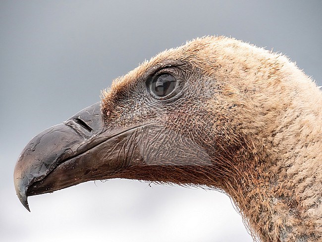 Griffon Vulture, Gyps fulvus. Close-up portrait of Griffon Vulture stock-image by Agami/Hans Germeraad,