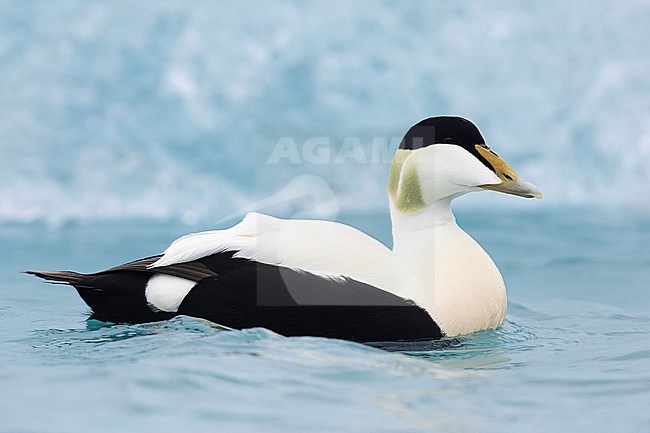 Common Eider (Somateria mollissima borealis), side view of an adult male swimming, Southern Region, Iceland stock-image by Agami/Saverio Gatto,