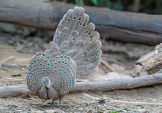 Grey peacock-pheasant (Polyplectron bicalcaratum), also known as Burmese peacock-pheasant, in Thailand. stock-image by Agami/Dani Lopez-Velasco,