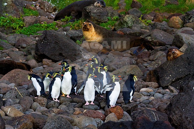 Noordelijke Rotsspringer, Northern Rockhopper Penguin stock-image by Agami/Marc Guyt,