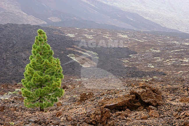 Canarische Den; Canary Pine stock-image by Agami/Menno van Duijn,