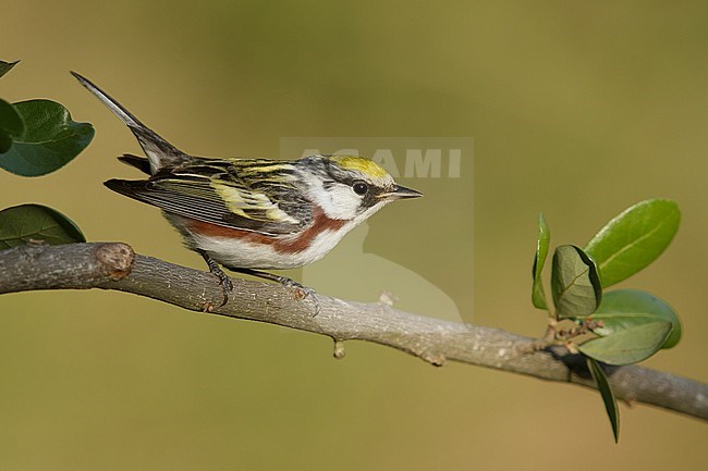 Mannetje Roestflankzanger, Male Chestnut-sided Warbler stock-image by Agami/Brian E Small,
