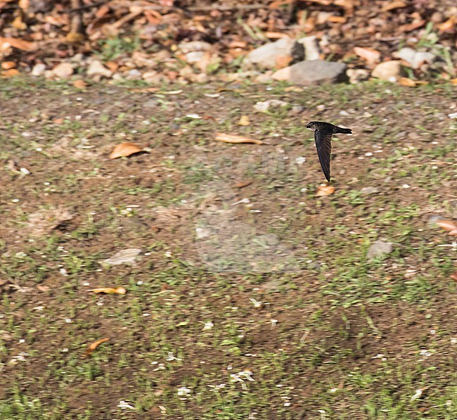 Palau Swiftlet (Aerodramus pelewensis) on Palau, Micronesia. stock-image by Agami/Pete Morris,