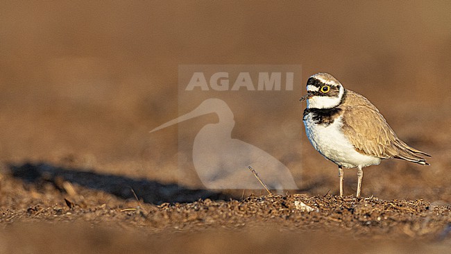Kleine Plevier, Little Ringed Plover, Charadrius dupius stock-image by Agami/Menno van Duijn,