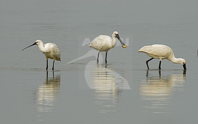 Eurasian Spoonbill foraging; Lepelaar foeragerend stock-image by Agami/Marc Guyt,