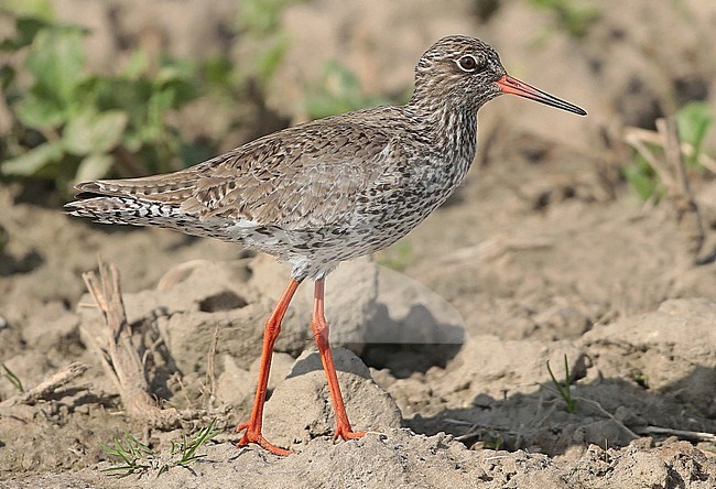 Common Redshank (Tringa totanus), adult standing in the field on the sand, seen from the side. stock-image by Agami/Fred Visscher,