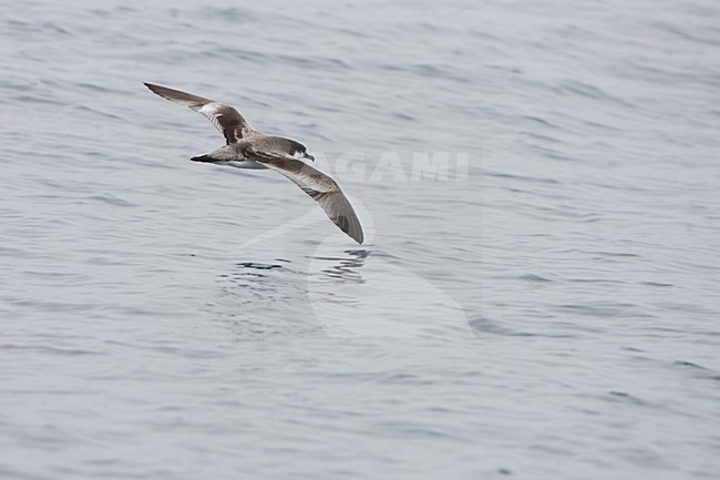 Bullerpijlstormvogel in de vlucht; Buller\'s Shearwater in flight stock-image by Agami/Martijn Verdoes,