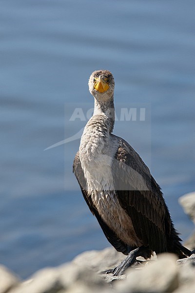 First-winter Double-crested Cormorant (Phalacrocorax auritus floridanus) in Florida. The smallest of the five subspecies. stock-image by Agami/Michael McKee,