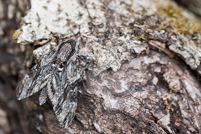 Agrius convolvuli - Convolvulus hawk-moth - Windenschwärmer, Germany (Baden-Württemberg), imago stock-image by Agami/Ralph Martin,