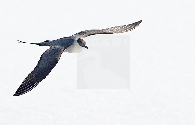 Long-tailed Skua (Stercorarius longicaudus) Vardö Norway May 2017 stock-image by Agami/Markus Varesvuo,