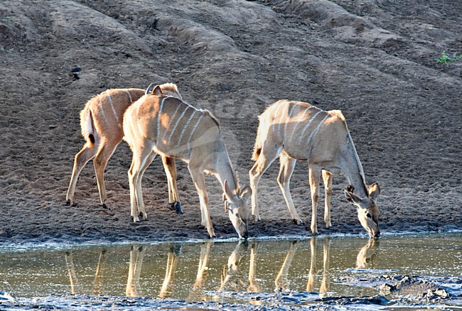 Drinkende Grote Koedoe\'s; Drinking Greater Kudu stock-image by Agami/Marc Guyt,