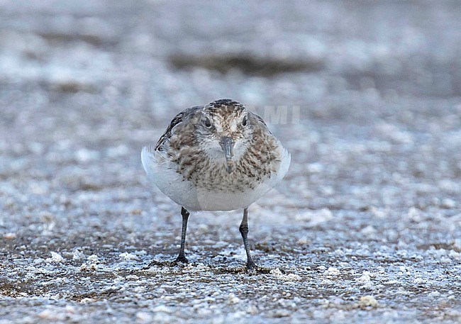 First-winter Baird's Sandpiper (Calidris bairdii) wintering in Patagonia, Argentina. stock-image by Agami/Dani Lopez-Velasco,