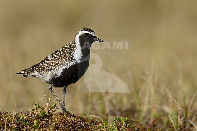 Adult male Pacific Golden Plover (Pluvialis fulva) in full breeding plumage at Seward Peninsula, Alaska, USA in June 2018. stock-image by Agami/Brian E Small,