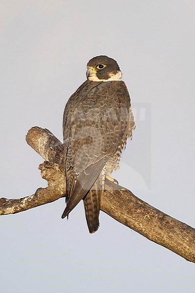 Adult
Riverside Co., CA
January 2022 stock-image by Agami/Brian E Small,