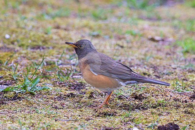 Brown-headed Thrush on ground in Hokkaido, Japan. stock-image by Agami/Stuart Price,