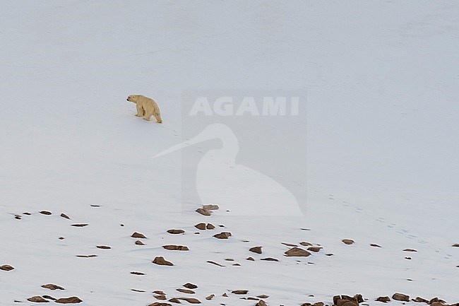 A lone polar bear, Ursus maritimus, at Wilhelmoya island. Hinlopen Strait, Nordaustlandet, Svalbard, Norway. stock-image by Agami/Sergio Pitamitz,