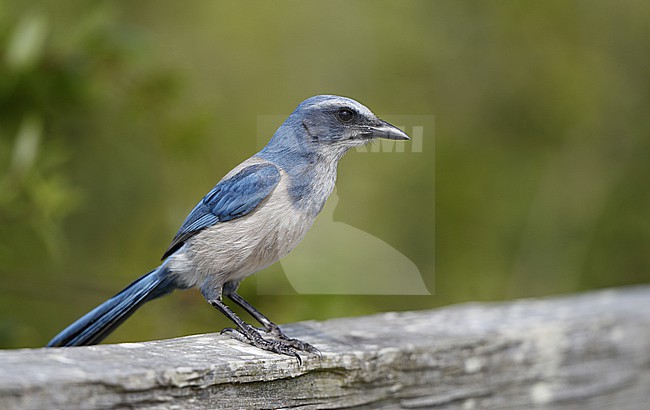 Florida Scrub-Jay (Aphelocoma coerulescens) at Sebastian, Florida, USA stock-image by Agami/Helge Sorensen,