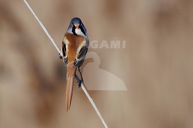 Bearded Reedling (Panurus biarmicus) taken the 17/02/2026 at Vauvert - France. stock-image by Agami/Nicolas Bastide,