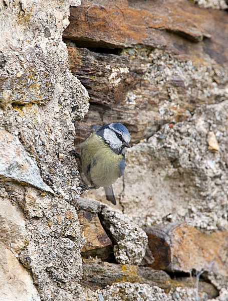 Pimpelmees, Blue Tit stock-image by Agami/Roy de Haas,