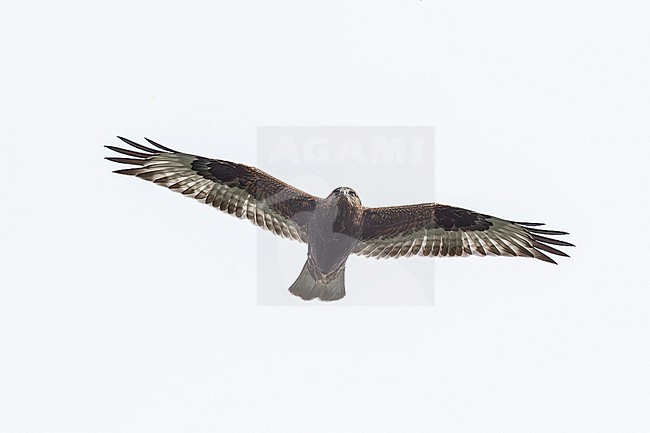 Rough-legged Hawk (Buteo lagopus sanctijohannis) flying over Pico, Corvo, Corvo, Azores, Portugal. stock-image by Agami/Vincent Legrand,