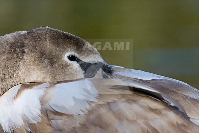 Jonge Knobbelzwaan close-up; Young Mute Swan close up stock-image by Agami/Marc Guyt,