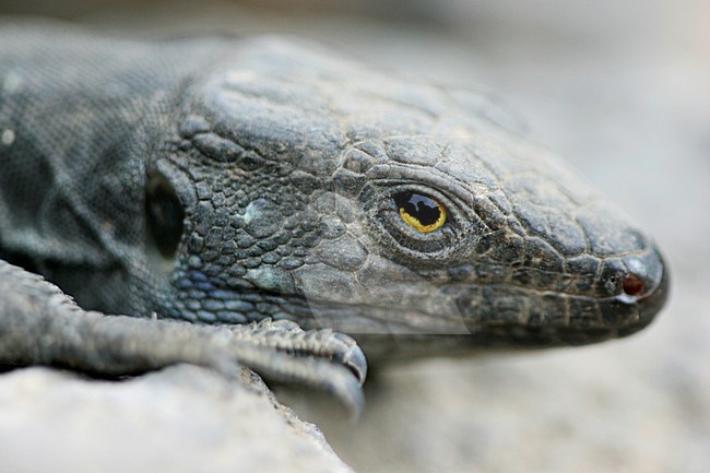 Gallotia galloti close up van kop,Tenerife Lizard close-up of head stock-image by Agami/Menno van Duijn,