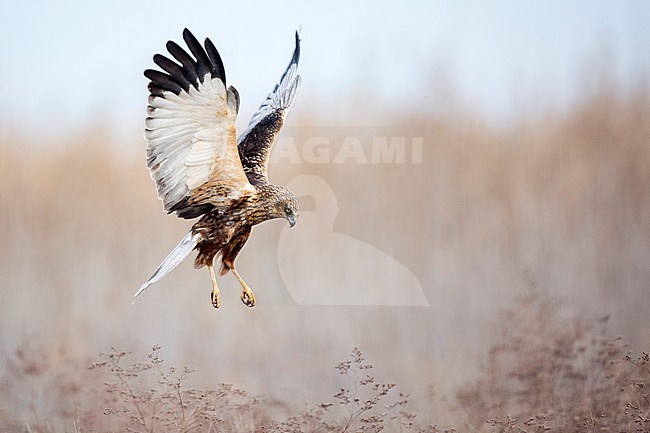 Male Western Marsh Harrier (Circus aeruginosus) hovering above the ground near Toledo in Spain. stock-image by Agami/Oscar Díez,