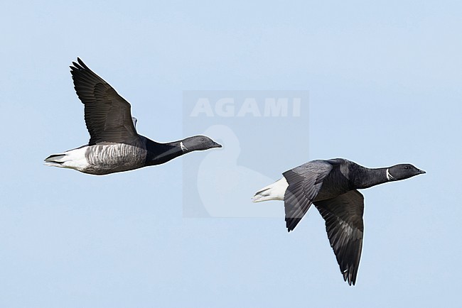 couple of adult brant or brent goose (Branta bernicla) of subspecies bernicla in flight, found at Texel in the Netherlands stock-image by Agami/Mathias Putze,