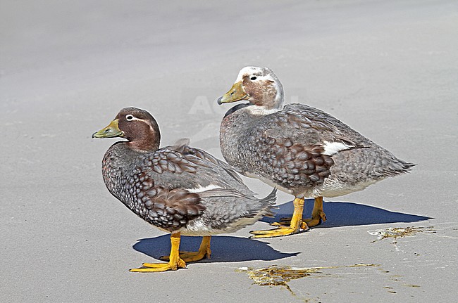 Falkland Steamer Duck (Tachyeres brachypterus) a flightless endemic of the Falkland Islands. stock-image by Agami/Pete Morris,