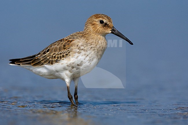 Bonte Strandloper; Dunlin stock-image by Agami/Daniele Occhiato,