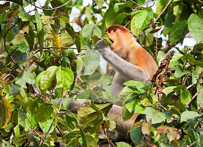 Mannetje Neusaap etend, Proboscis Monkey male eating stock-image by Agami/Roy de Haas,