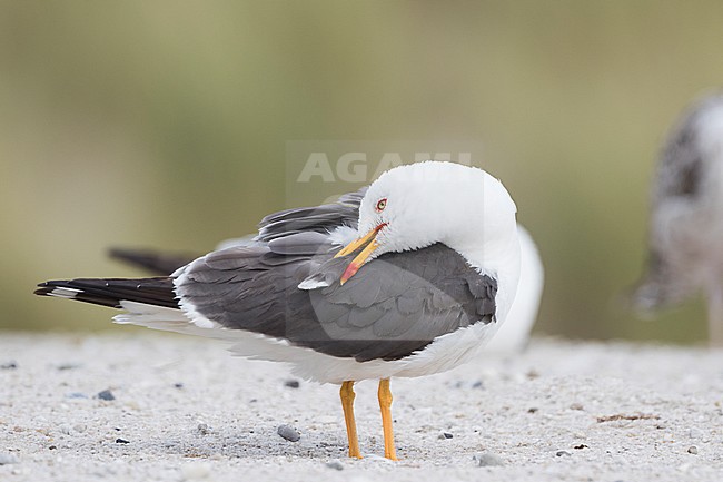 Lesser Black-backed Gull - Heringsmöwe - Larus fuscus ssp. intermedius, Germany, adult stock-image by Agami/Ralph Martin,