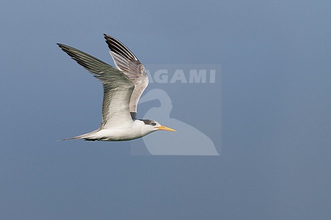 Bengaalse Stern, Lesser Crested Tern, Sterna bengalensis, Thalasseus bengalensis ssp. bengalensis, Oman, 1st cy stock-image by Agami/Ralph Martin,