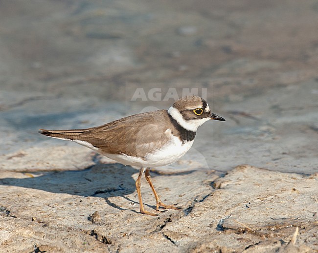 Kleine Plevier; Little Ringed Plover stock-image by Agami/Roy de Haas,