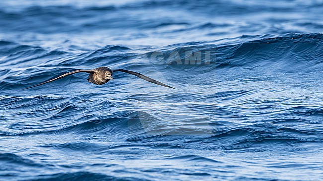  stock-image by Agami/Menno van Duijn,