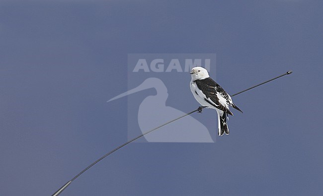 Snow Bunting (Plectrophenax nivalis nivalis) breeding male at Iceland. Sitting on an car radio antenna. stock-image by Agami/Helge Sorensen,
