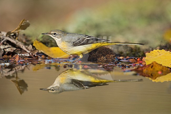 Grey Wagtail, Grote Gele Kwikstaarta stock-image by Agami/Alain Ghignone,