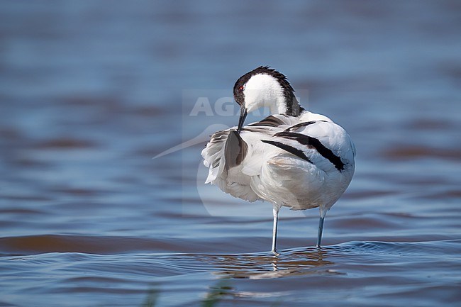 Pied Avocet, Recurvirostra avosetta cleaning feathers in shallow blue water. stock-image by Agami/Hans Germeraad,