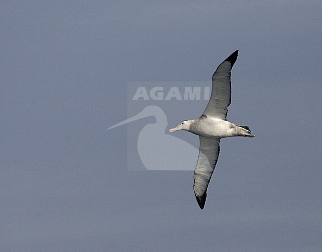 Snowy (Wandering) Albatross flying; Grote Albatros vliegend stock-image by Agami/Marc Guyt,