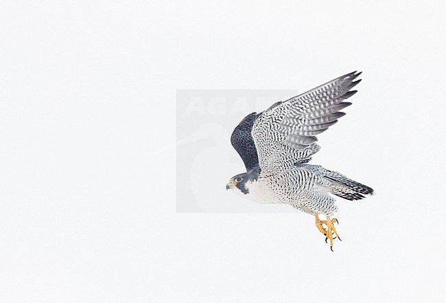 Peregrine (Falco peregrinus, most propbably subspecies anatum) Canada January 2017 stock-image by Agami/Markus Varesvuo,