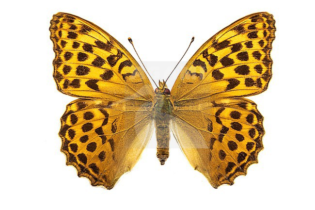 Silver-washed fritillary, Keizersmantel, Argynnis paphia stock-image by Agami/Wil Leurs,