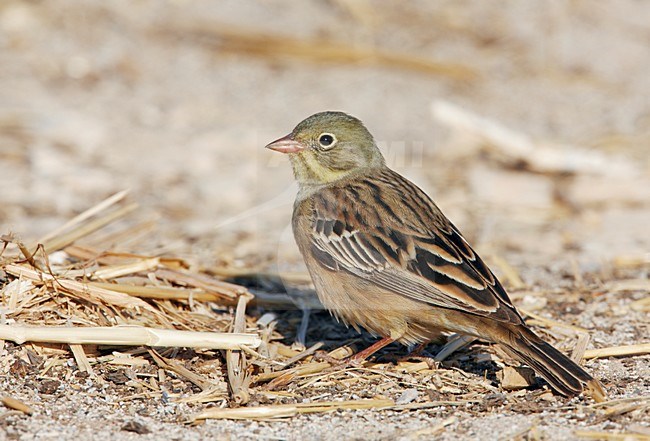 Ortolaan; Ortolan Bunting stock-image by Agami/Markus Varesvuo,
