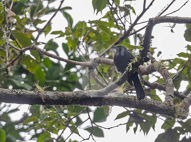 Drongo Fantail (Chaetorhynchus papuensis) in West Papua, Indonesia. stock-image by Agami/Pete Morris,