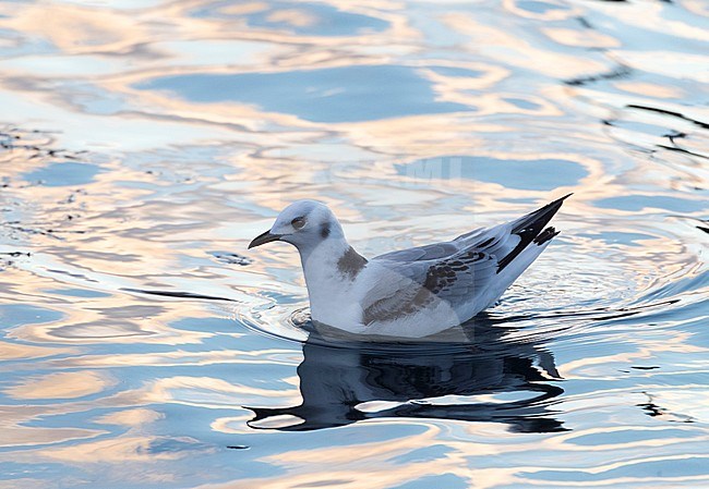 First-winter Black-legged Kittiwake (Rissa tridactyla) swimming in Vardo harbour, North Norway stock-image by Agami/Marc Guyt,