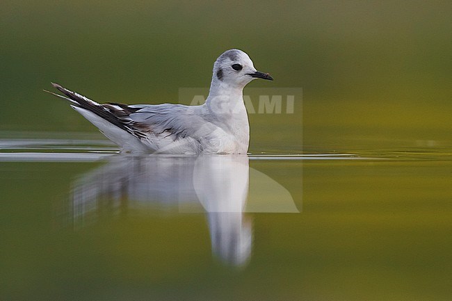 Dwergmeeuw; Little Gull; Hydrocoloeus minutus stock-image by Agami/Daniele Occhiato,